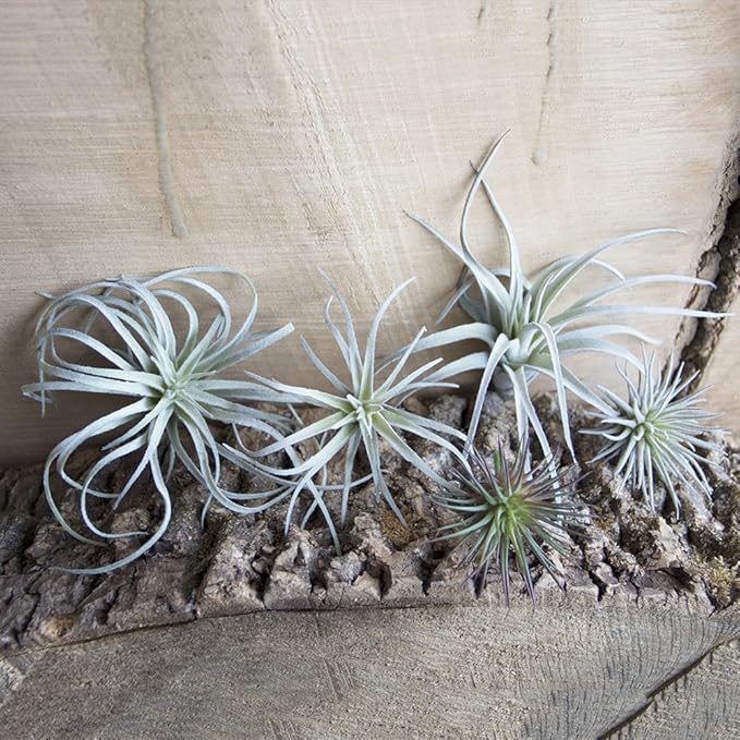 CHIVE Artificial Air Plants — Bulk Set of 5, Small — Ultra Realistic Fake Tillandsia Bromeliad Plants — Decorative Faux Succulents for Home & Office Decor — No Care Needed!