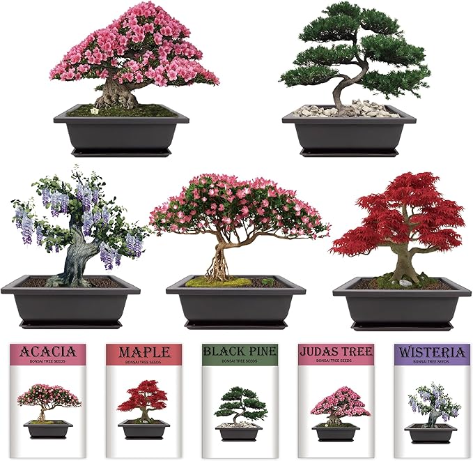 Indoor Bonsai Garden Starter Kit, 5 Seeds Growing into Red Maple, Wisteria, Black Pine, Judas Tree, Acacia, Including Complete Gardening Planters & A Wooden Box, Christmas Gifts for Women