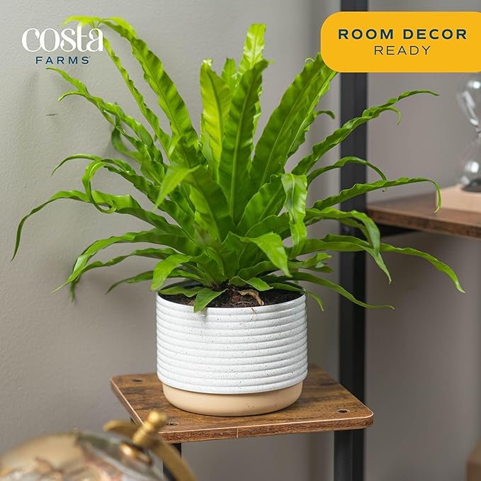 Costa Farms Bird's Nest Fern Plant, Easy Care Live Indoor Houseplant in Modern Decor Planter, Potted in Soil Potting Mix, Outdoor Garden Gift, Beautiful Home Décor, Housewarming Gift, 15-Inches Tall