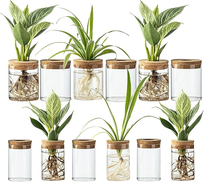 Glass Plant Propagation Stations for Plants – Set of 4(6 Large & 6 Small) Hydroponic Vases for Plant Cuttings,Flower Arrangements, Home & Office Decor–Desktop Vases for Living Room, Bedroom (12)