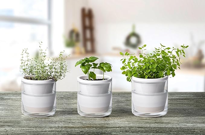 D'vine Dev 4 Inch Design Self Watering Planter for Indoor Plants, White Terracotta Pots with Cylinder Glass Cup, Set of 3, 37-Z-A-2-T