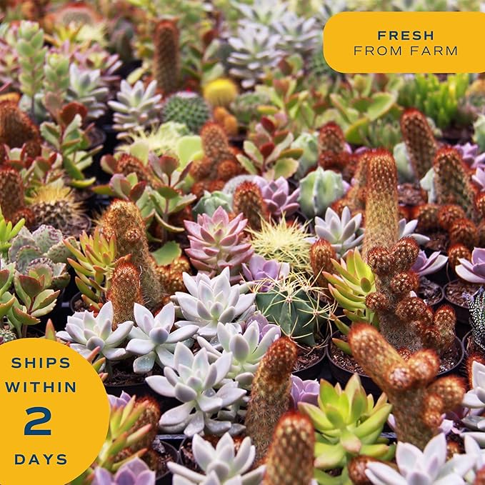 Costa Farms Mini Live Succulents, Echeveria Houseplant, Beautiful Live Indoor Plants in Cute Décor Stone Planter Pots, Great Gift for Perfect Room Décor, 4-Inches Tall (2-Pack)