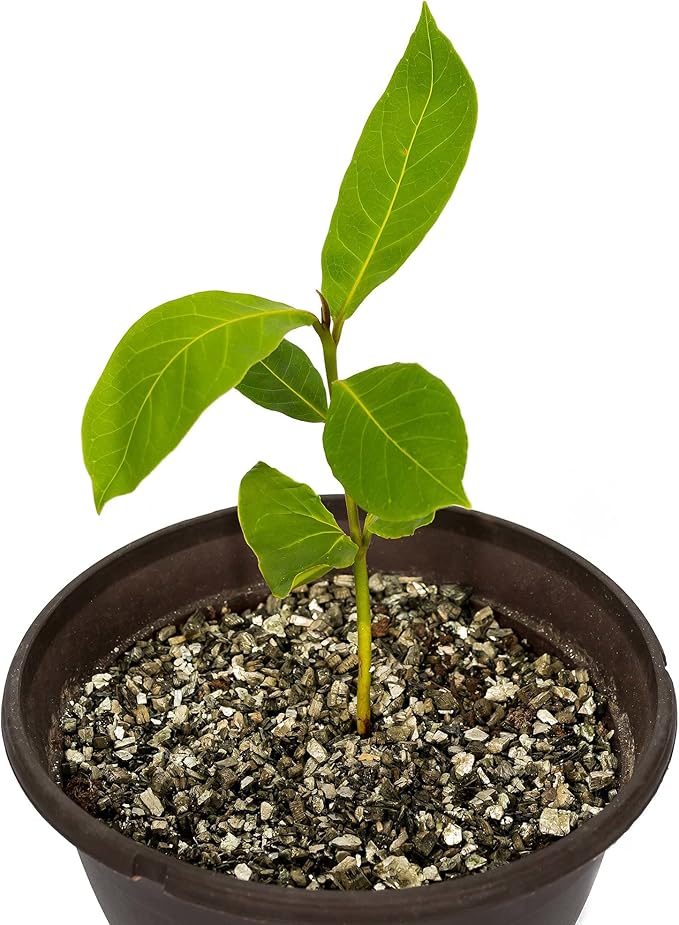 Premium Horticultural Organic Vermiculite by GARDENERA - Medium Grade - Natural Soil Additive for Potted Plants - Orchids - Hydroponics - Terrariums (8 Quart)