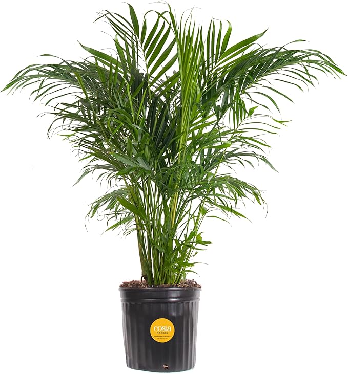 Costa Farms Cat Palm, Live Indoor Houseplant in Indoor Garden Plant Pot, Floor Plant Potted in Potting Soil, Housewarming Gift for New Home, Living Room, Office, Patio Palm Tree Decor, 3-4 Feet Tall