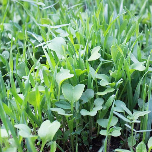 No-Till Farm and Garden Cover Crop Mix Seeds - 25 Lbs Bulk - Blend of Gardening Cover Crop Seeds: Hairy Vetch, Daikon Radish, Forage Collards, Triticale, More