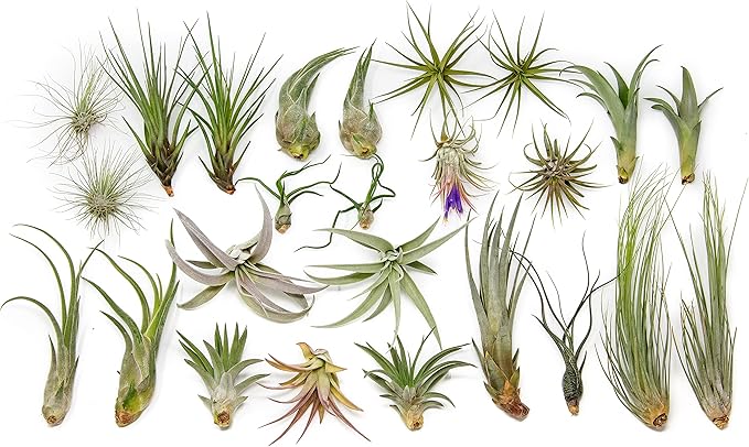 25 Grab Bag Pack Small & Medium Air Plants - Fertilizer Packet - Wholesale - Bulk - Live Tillandsia - Easy Care House Plant - Succulents