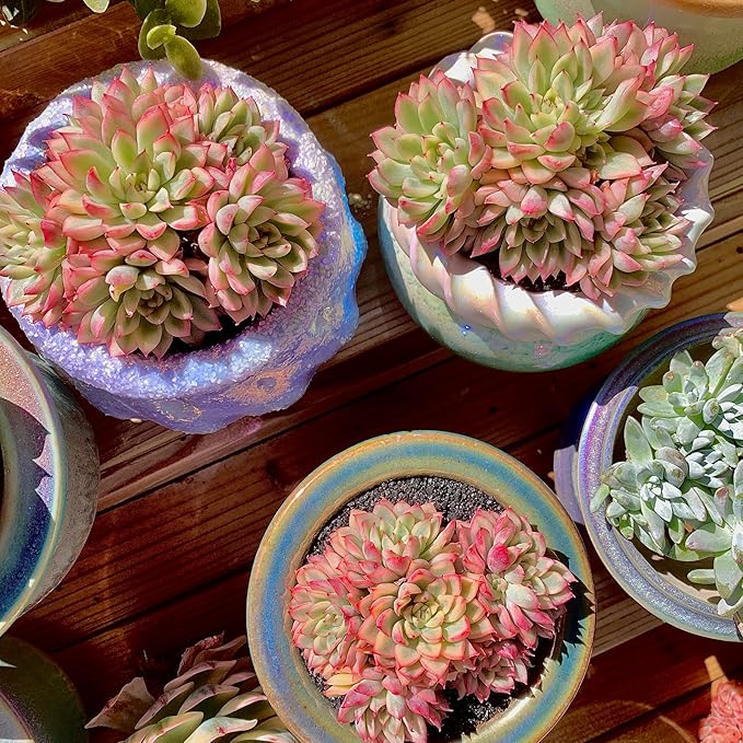 FWPP Live Succulent Echeveria Mebina Variegata,3.5 Inches Mini Succulents Plants Live,Bare Root Without Pot Soil,Clustered Live Plants,House Plants for Gift Party Wedding Garden Baby Shower DIY Decor