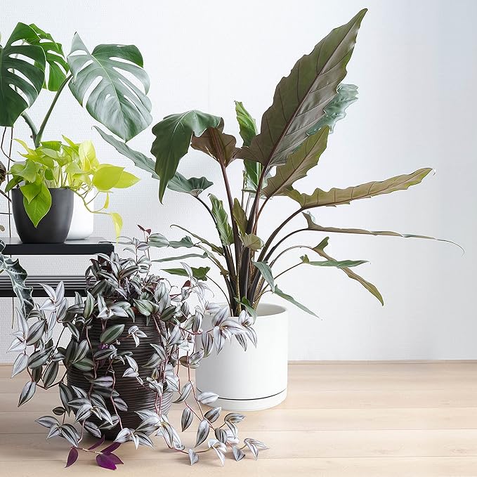 D'vine Dev 6 Inch & 8 Inch Ceramic Planter Pots for Plants with Drainage Hole and Saucer, Medium Plant Pots Set, White, 94-G-M-1