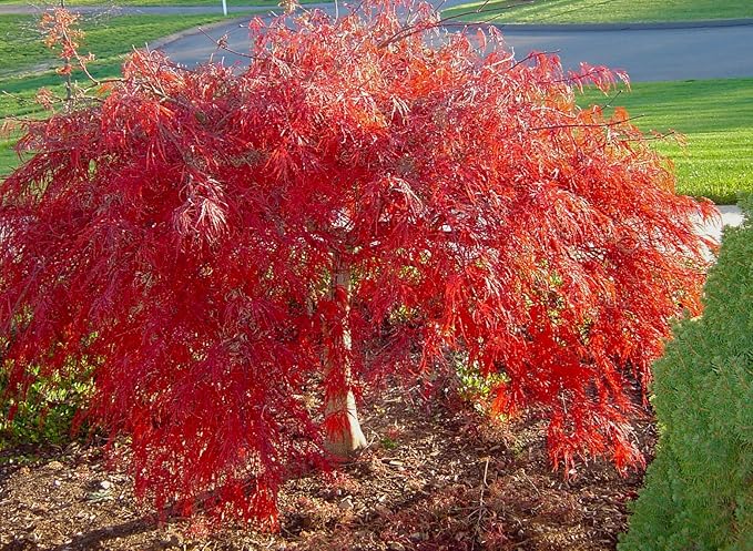 Crimson Queen Weeping LACE Leaf Japanese Maple - Acer palmatum dissectum 'Crimson Queen' 2 - Year Plant