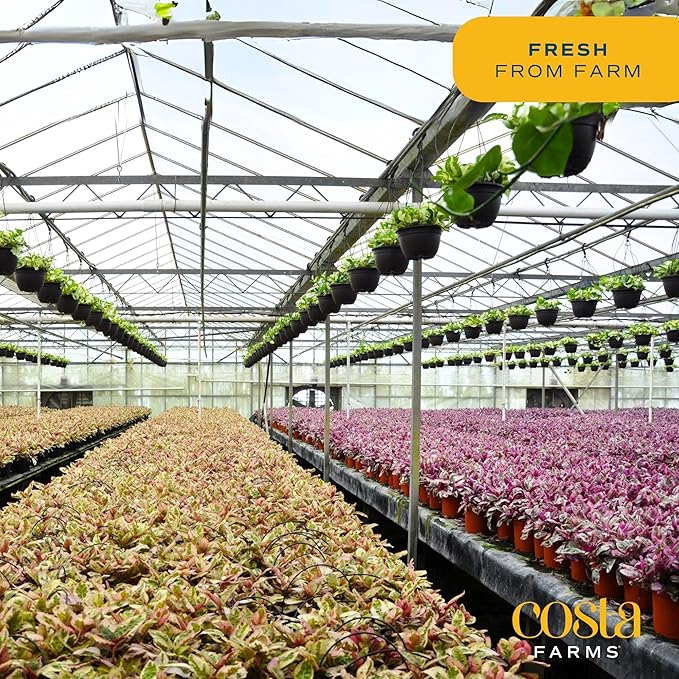 Costa Farms Money Tree, Large, Live Indoor Plant, Easy to Grow Pachira House Plant Gift, Home Décor, 3-4 Feet Tall in Nursery Pot