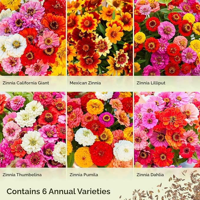 Eden Brothers Zin Master Flower Mixed Seeds for Planting, 5 lb, 2,400,000+ Seeds with California Giant, Mexican, Lilliput Zinnia | Attracts Pollinators, Plant in Spring, Zones 3, 4, 5, 6, 7, 8, 9, 10