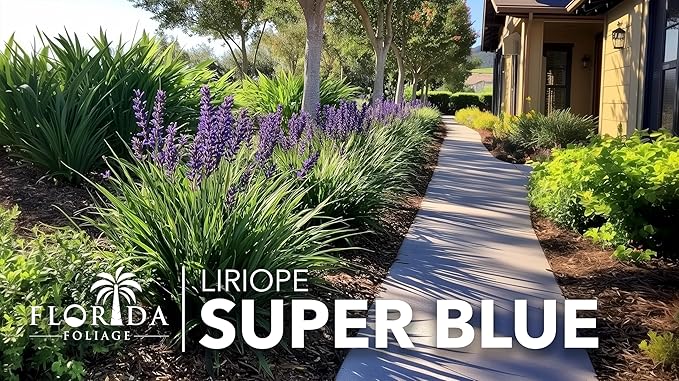 Liriope Super Blue | 5 Live 4 Inch Plants | Liriope muscari 'Super Blue' | Ornamental Ground Cover Plants | Shade-Tolerant Landscaping Perennial