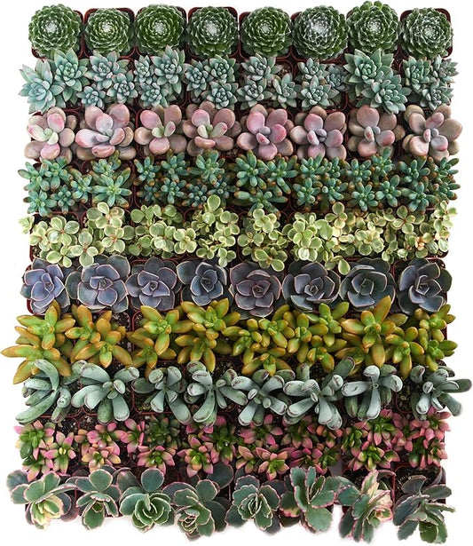 Shop Succulents Assorted Succulent Plant Pack Collection - Live Mini Succulent Plants, Low Maintenance, Mixture of Colors & Textures - Wedding and Party Favors, Gift & Garden, Pack of 100