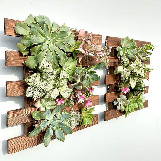 ShopLaLa Wall Planter - 2 Pack Wooden Hanging Succulent Wall Decor, Live Air Plants Orchids Wall Mounted Holder Frame Display for Indoor Outdoor, Living Plant Wall Decor Balcony Garden