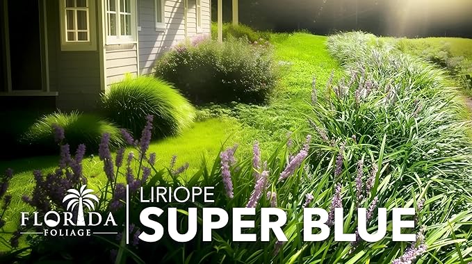 Liriope Super Blue | 3 Live 4 Inch Plants | Liriope muscari 'Super Blue' | Ornamental Ground Cover Plants | Shade-Tolerant Landscaping Perennial