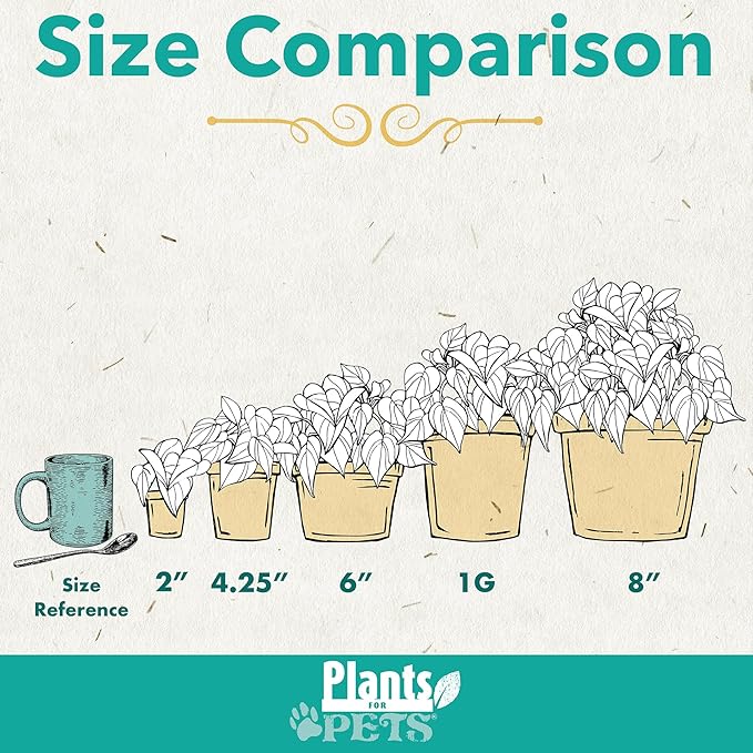 Golden Pothos Plant Live House Plant Live Plants, Trailing Plants Live Houseplants, Golden Pothos Live Plant Houseplant, Live Pothos Devils Ivy Live Plant Money Plant Indoor Plants by Plants for Pets