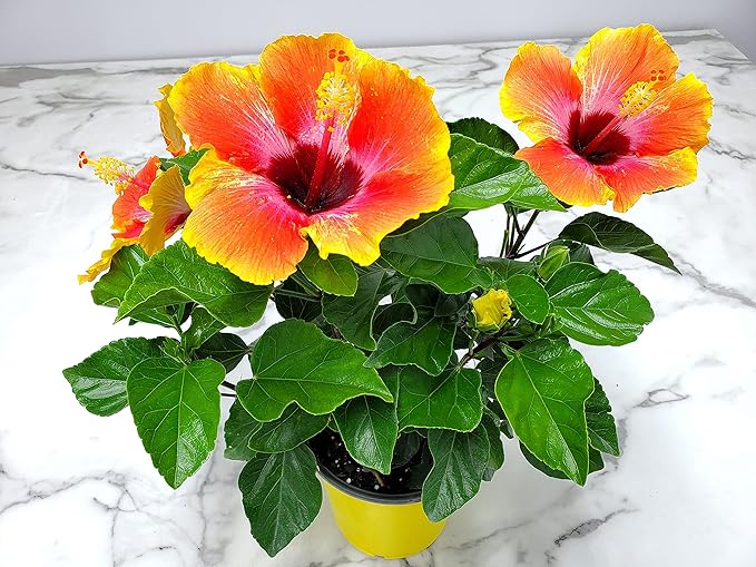 Fiesta Hibiscus Bush - Live Hibiscus Flowering Plant - Tropical Flower Plant - 1 Gallon Planter - Overall Height 10" to 14" - Tropical Plants of Florida (Plant Only)