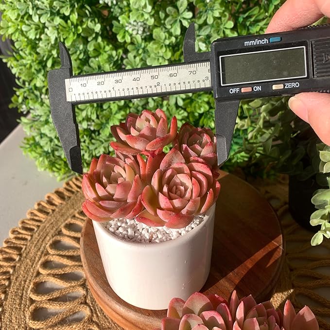 FWPP Live Succulents Plants Echeveria Silk Veil 3 inches,Rare Pink Succulents Bare Root Without Pot Soil, Live Plants Indoor Office Decoration Wedding and Gift