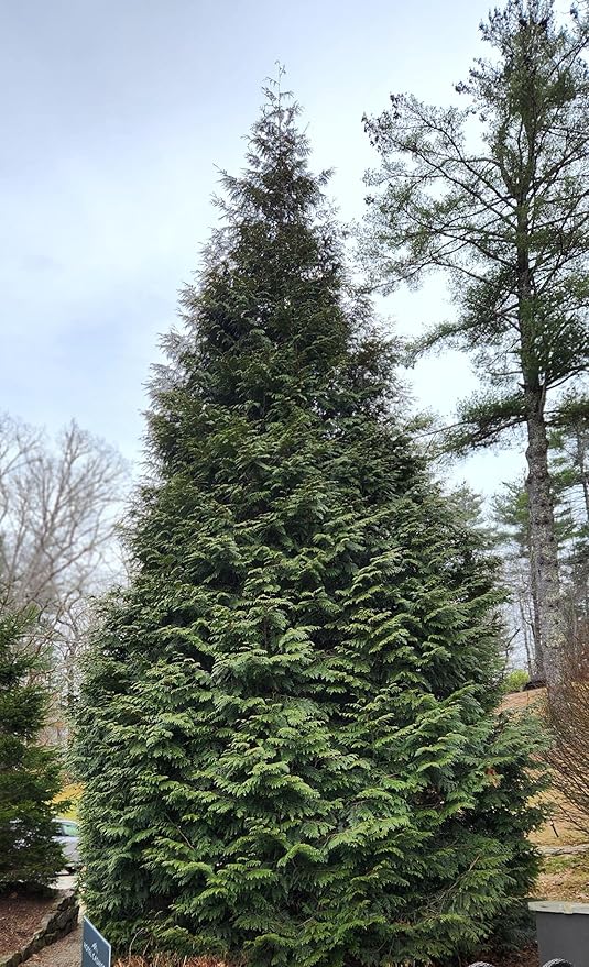 Thuja Green Giant Arborvitae Lot of 6, Quart Pot