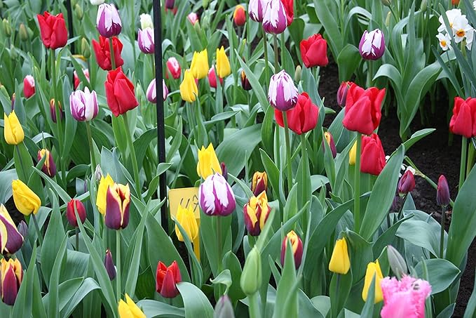 50 Triumph Tulip Bulbs for Planting - Assorted Color Value Pack - Plant in Gardens, Borders & Flowerbeds - Bulb Size 11/12 cm - Easy to Grow Fall Flowers Bulbs by Willard & May