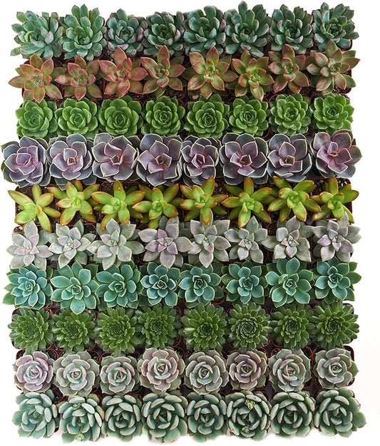 Shop Succulents Rosette Succulent Plant Pack Collection - Live Mini Succulent Plants, Low Maintenance, Floral Shaped Mix of Colors & Textures - Wedding and Party Favors, Gift & Garden, Pack of 32