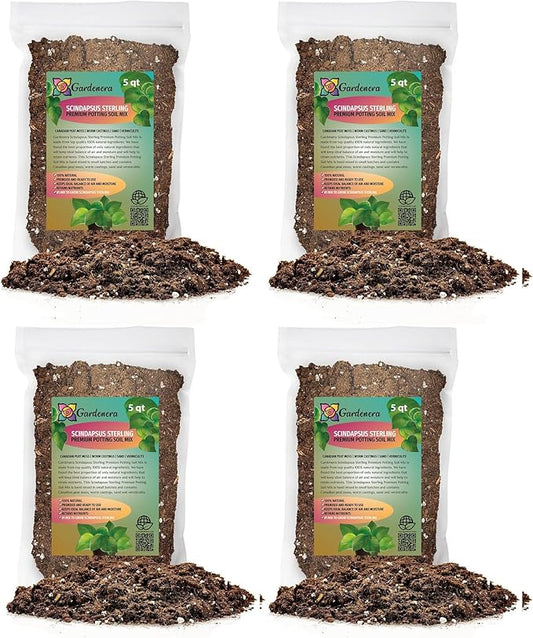 Scindapsus Sterling Potting Mix - Unlock Robust Growth and Stunning Leaves with Our High-Performance Formula - 20 Quart
