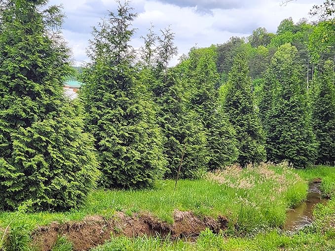 Thuja Green Giant Arborvitae Lot of 10, Quart Pot