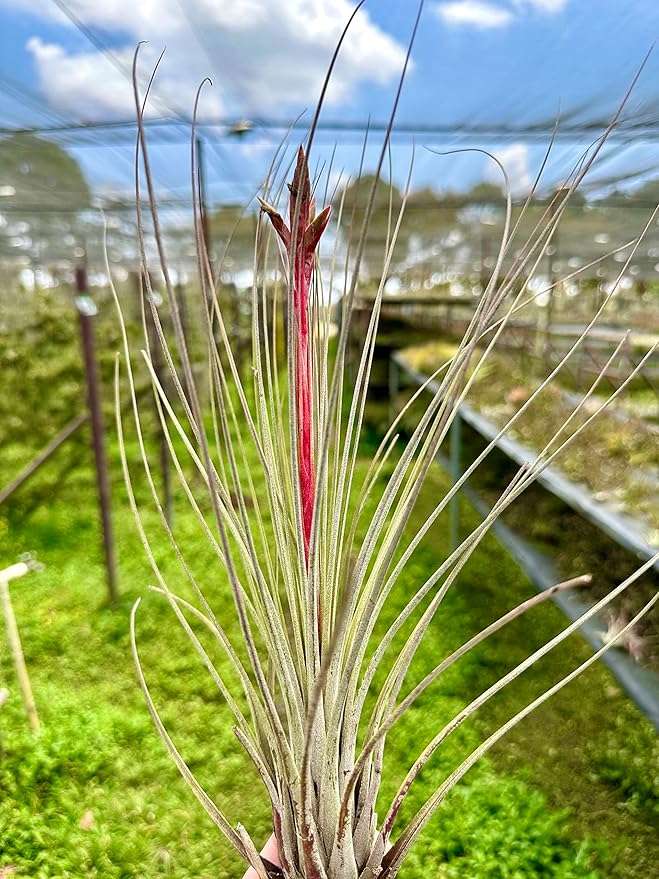 Air Plants Bulk - Tillandsia Juncea Wholesale, Jumbo 8-12" - 30ct - Live Arrival Guaranteed - House Plants for Home Decor & Gift