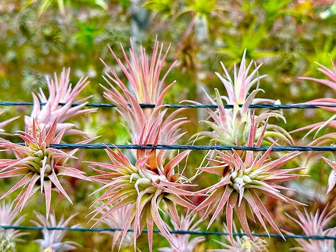 Air Plants Bulk - Tillandsia Ionantha Wholesale Pack, Regular 1-3" - 25ct - Live Arrival Guaranteed - House Plants for Home Decor & Gift