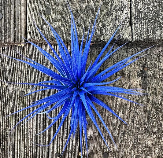 Live Extra Large Tillandsia Ionantha Guatemala Colorful Air Plant 3+ inch Enhanced Color Easy Care Indoor Outdoor Home Decor Gift Airplant by Awesome Industries (Deep Blue XL)