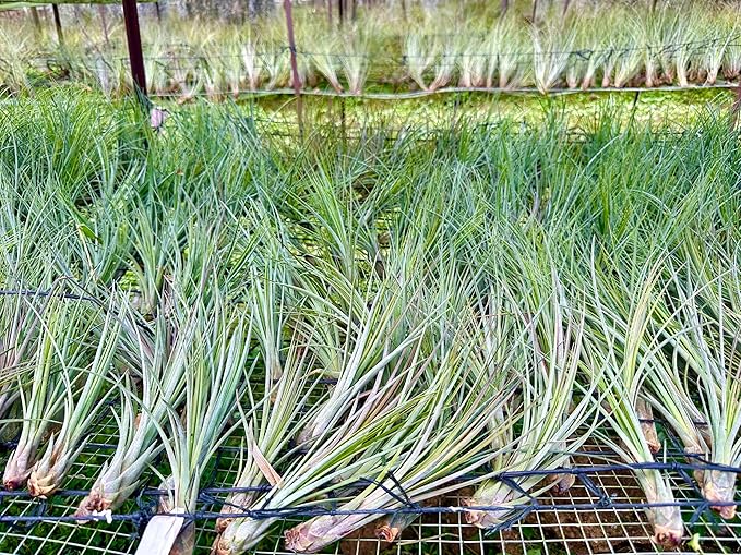 Air Plants - Tillandsia Juncea, Jumbo 8-12" - 3ct - Live Arrival Guaranteed - House Plants for Home Decor & Gift